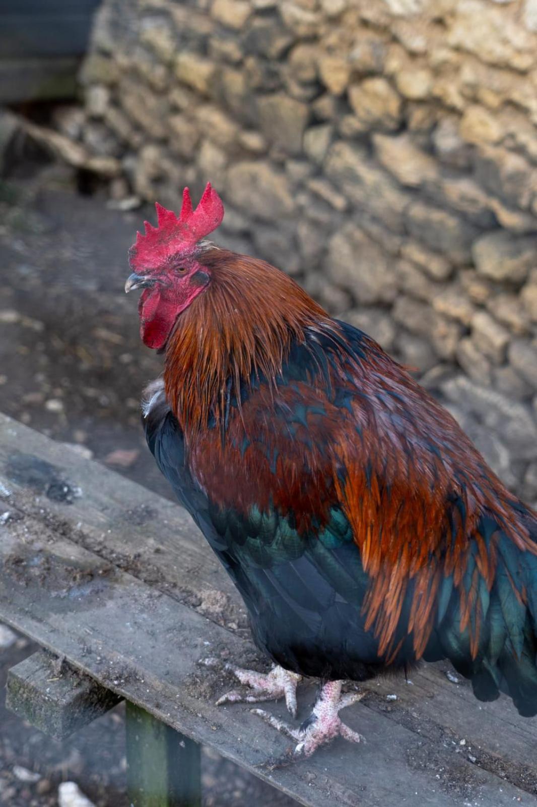La Bergerie De Genouse Βίλα Marnay  Εξωτερικό φωτογραφία